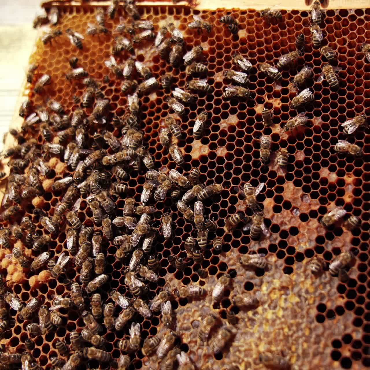 Bees working on a honeycomb. Busy bees crawling on a frame full of honey. Close-up. Organic beekeeping concept
