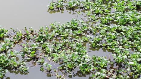 water hyacinths drifting on a water surface