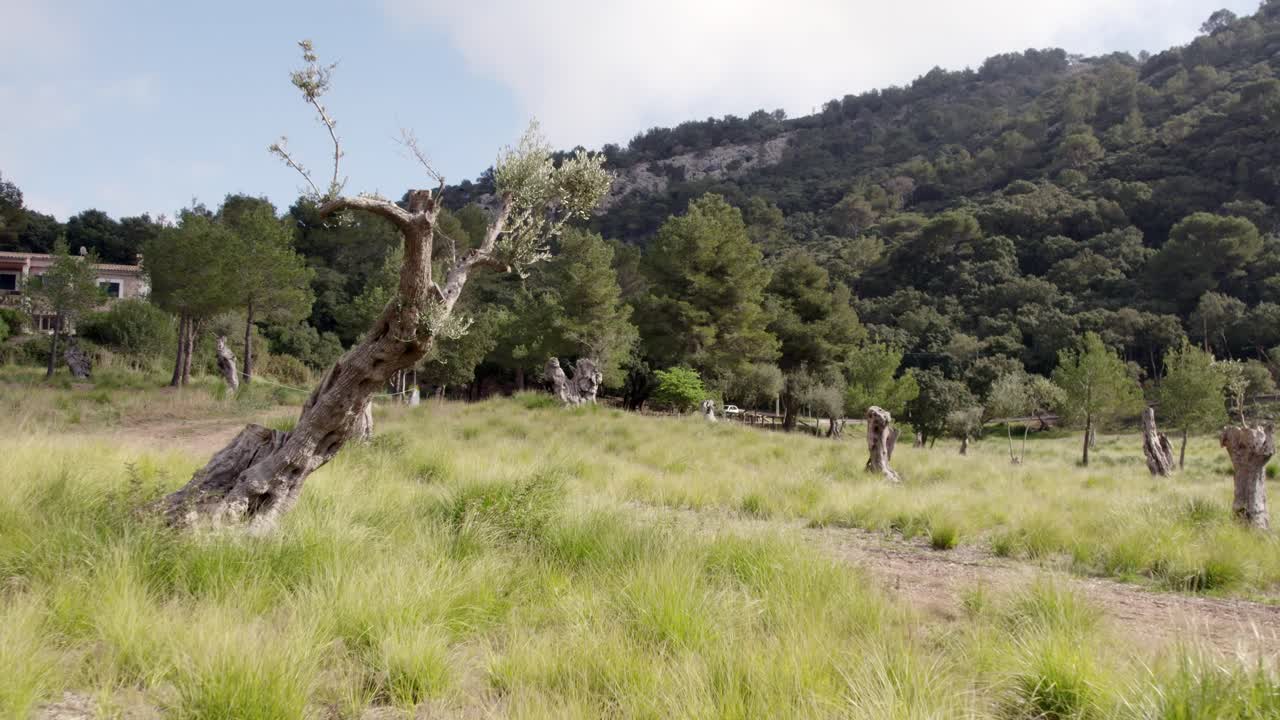 Olivträd vid lantlig grusväg, Mallorca, Balearerna, Spanien