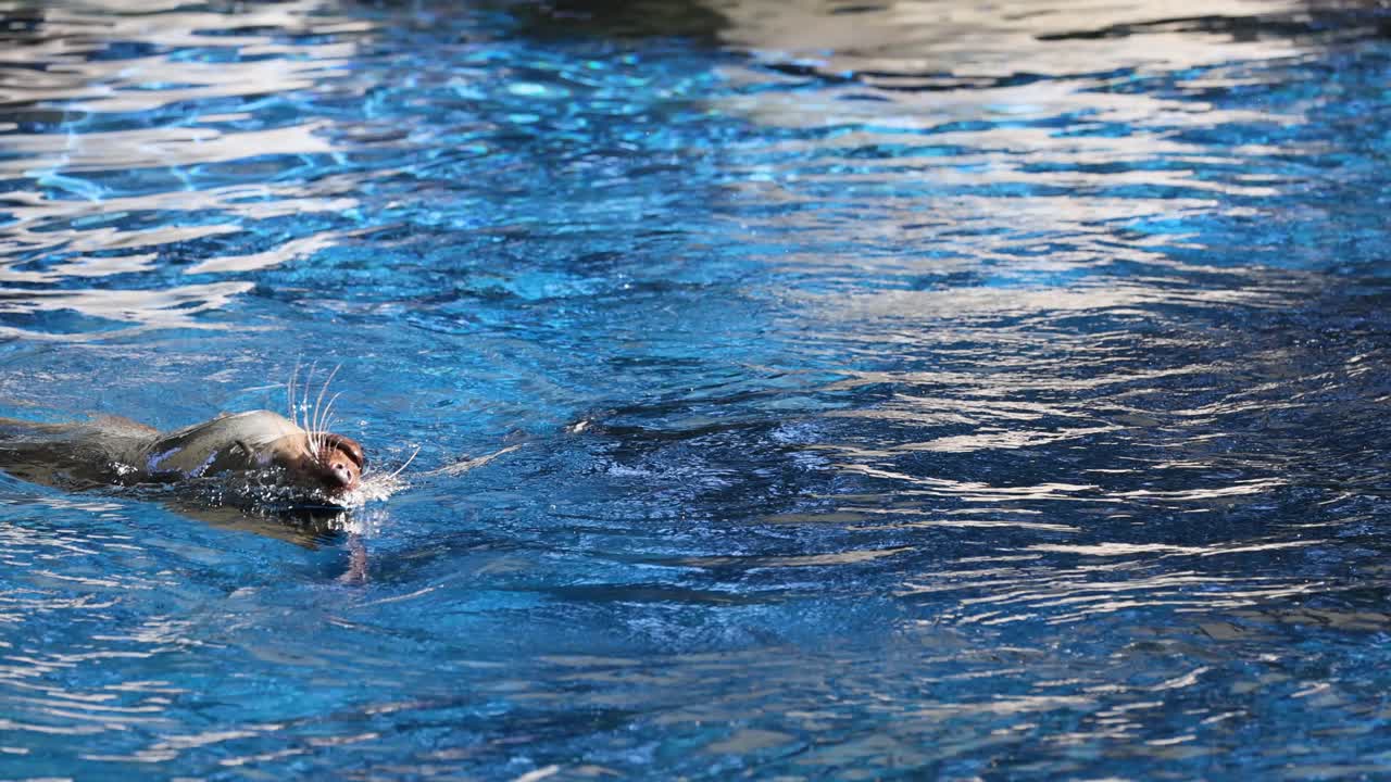 foca nadando y jugando en el agua