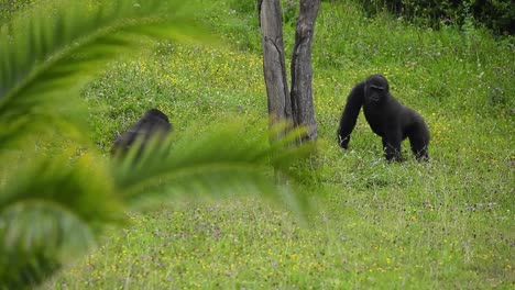 Gorillas-interacting-on-meadow-in-savanna-on-summer-day