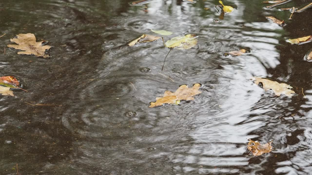 raindrops and yellow leaves of oak tree in puddle