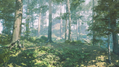 misty forest path