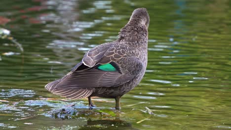 pacific black duck standing in the pond, preening, grooming and cleaning the plumages in its natural habitat, and slowly walk away, close up shot