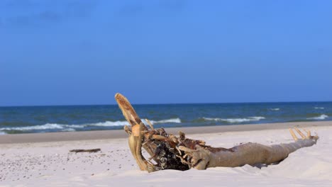 a thick branch is lying on the sand of the beach, with waves in the sea and a blue sky in the background