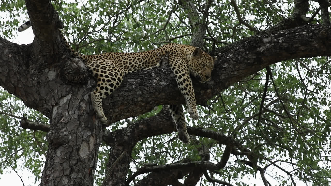 Adult African leopard snoozing in tree with dangling paws, upward view