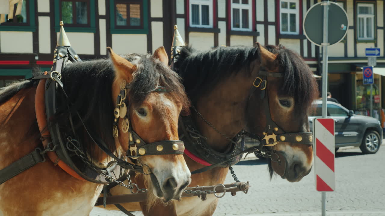 две каретные лошади в упряжке