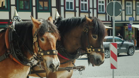 two carriage horses in a harness