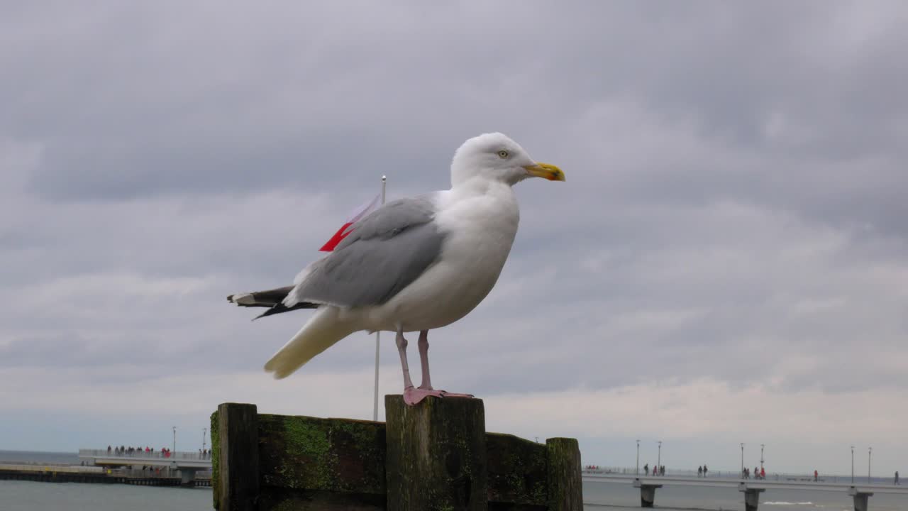 Seagull standing On a wooden pillar At Beach with polish flag in the background