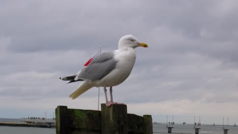 seagull standing on a wooden pillar at beach with polish flag in the background