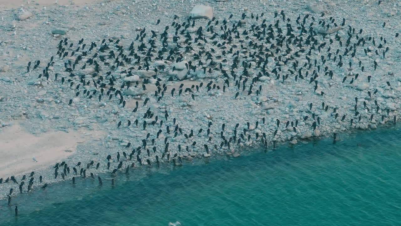 Cormorants on rocky shoreline, large flock by blue water, Ontario wildlife in summer