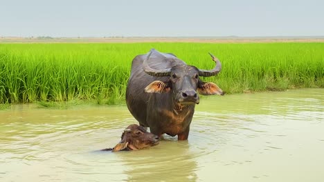 Búfalo-De-Agua-Madre-Con-Ternero-Mirando-A-La-Cámara-En-Un-Pozo-De-Agua-Fangoso,-Día