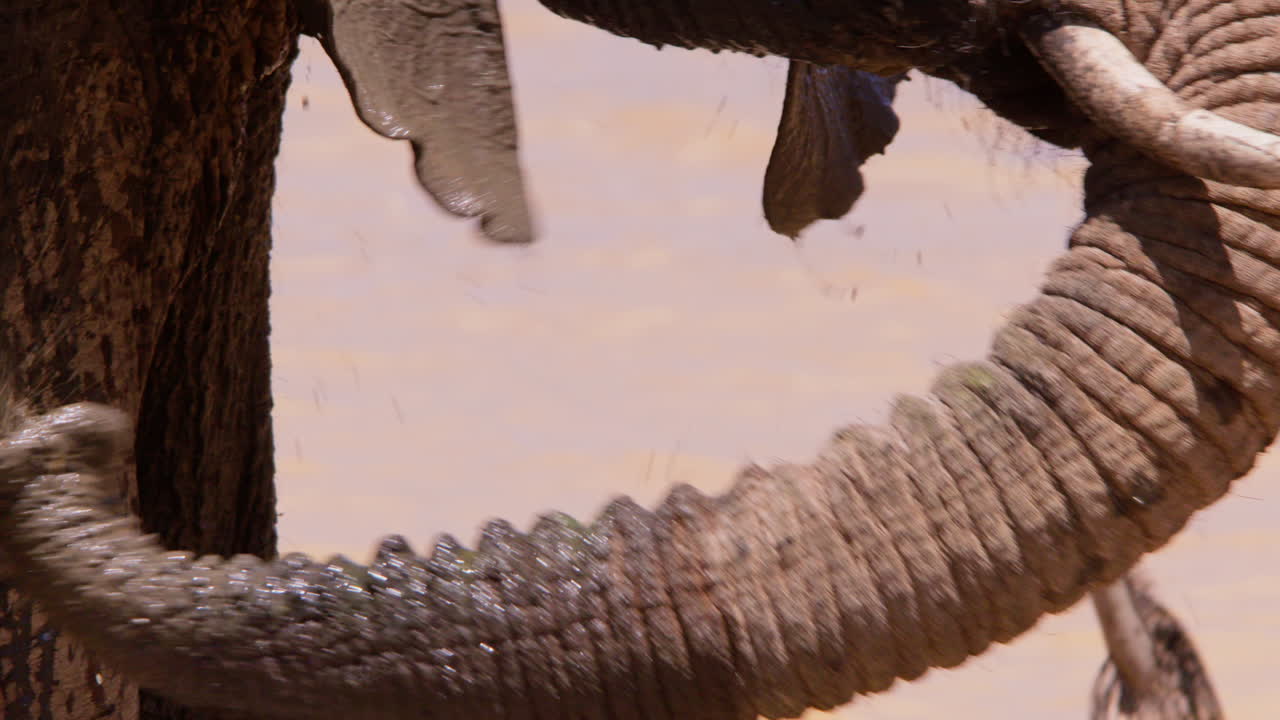 Elefante africano di savana che si schizza acqua fangosa addosso