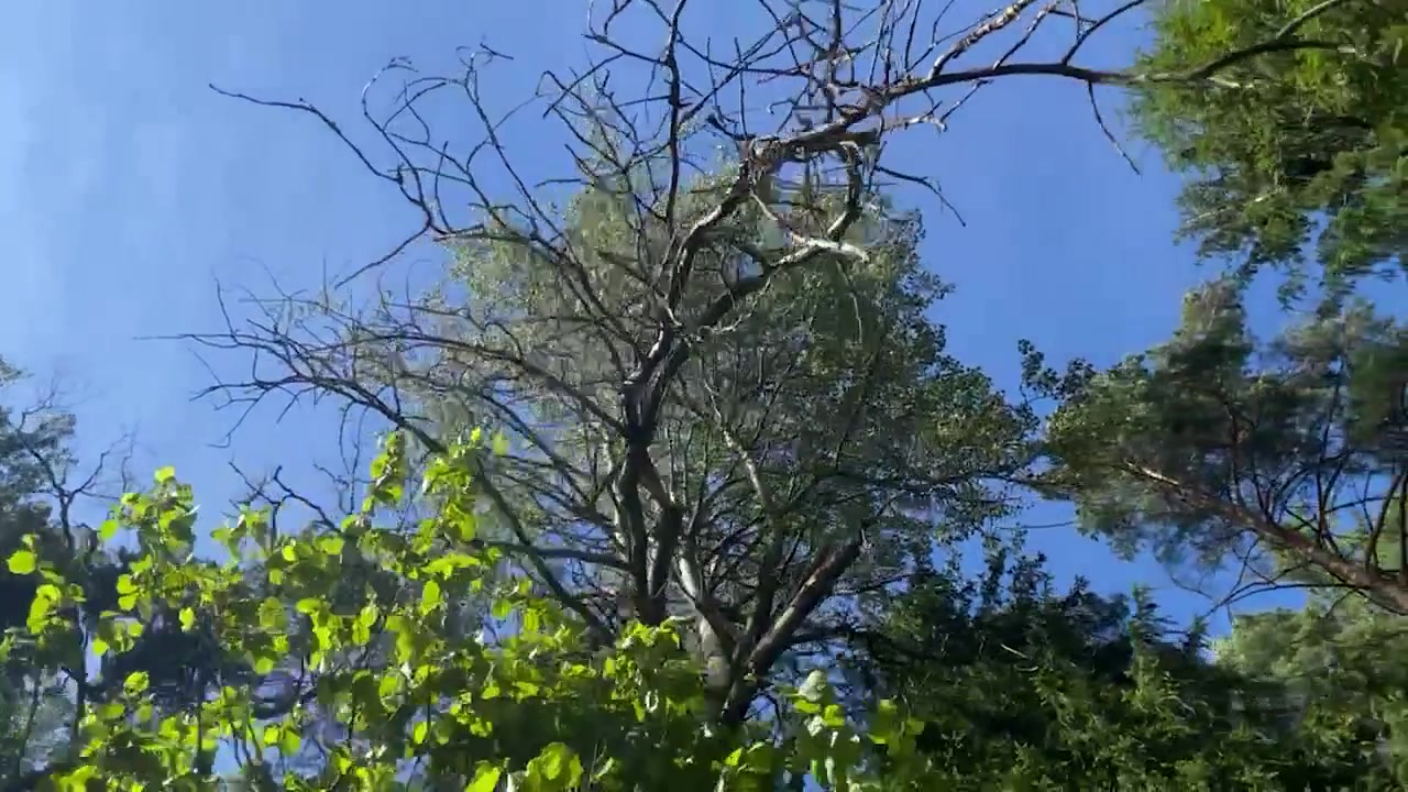 Vista panoramica delle cime degli alberi dal suolo.