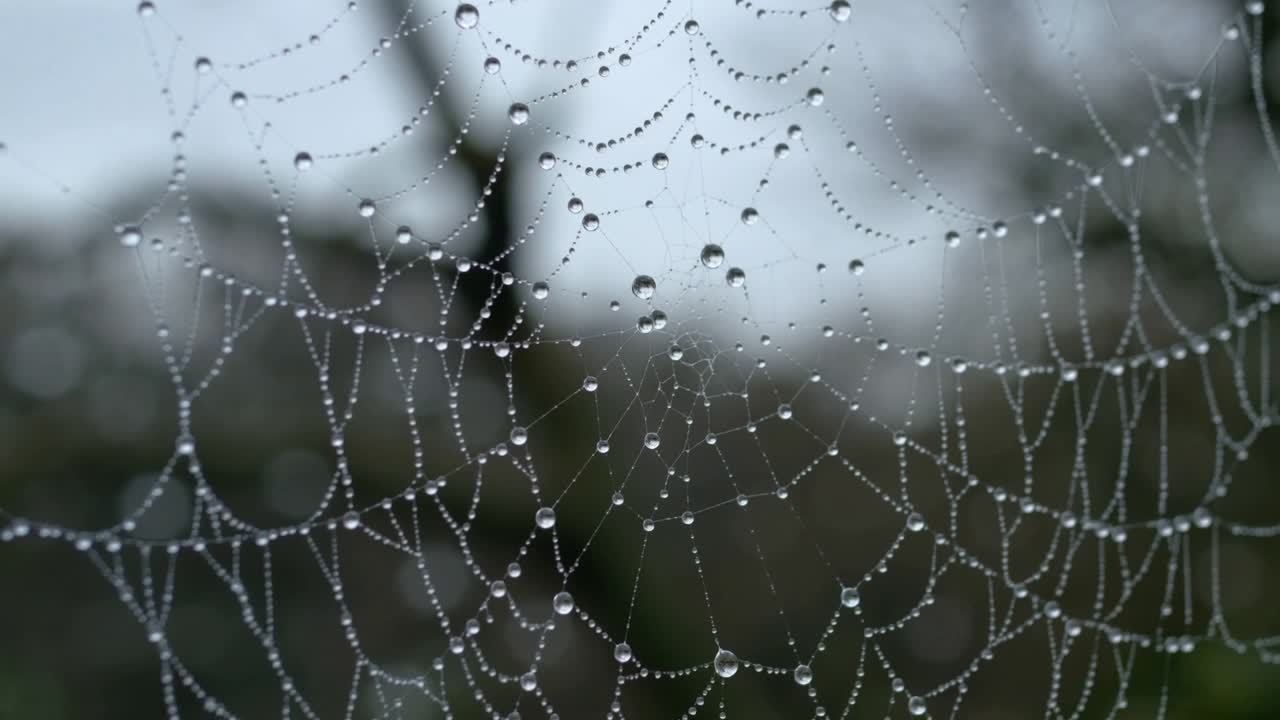 Ragnatela a spirale coperta di rugiada che risponde a una leggera brezza e a una deriva della messa a fuoco, con goccioline che favoriscono lo studio della natura.