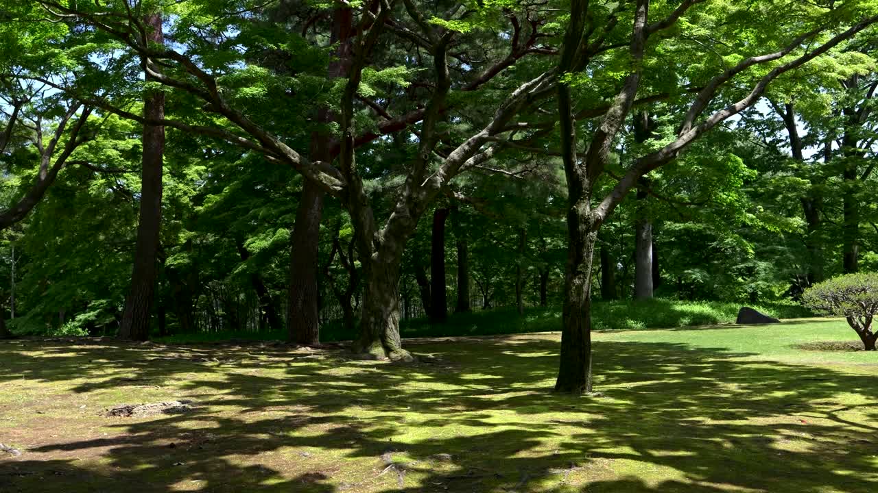 impresionante vegetación dentro del jardín de paisaje público en japón durante el verano