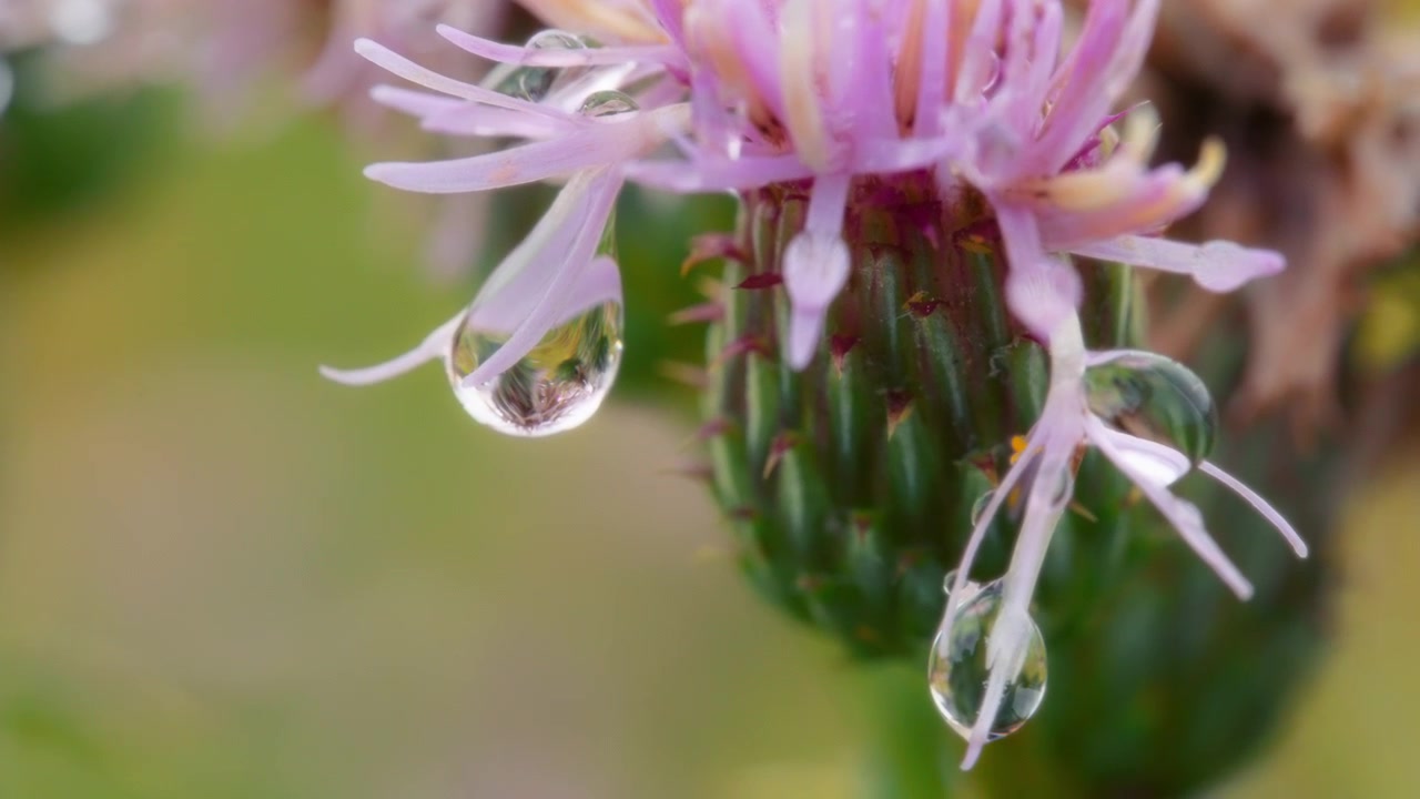 Gocce di pioggia appese a un fiore di cardo.