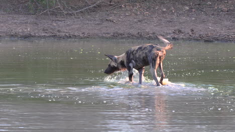 Perro-Salvaje-Africano-Se-Mueve-En-Aguas-Poco-Profundas,-Busca-Algo