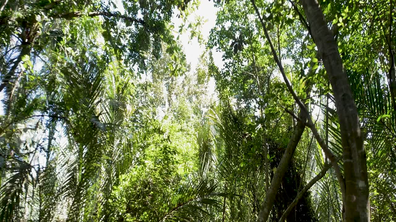 Tourist Backpacker Walk Through Wooden Platform Passing By Mangrove Swamps At Pulau Ubin, Singapore. - Tilt-Down Shot, Wide
