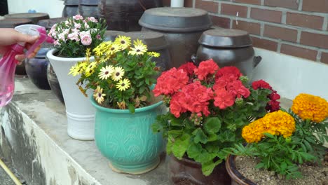 Watering-flowers-near-the-Korean-building