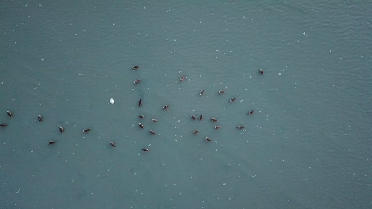 소금 물 근처에 있는 새들의 서식지를 위에서 내려다본다.