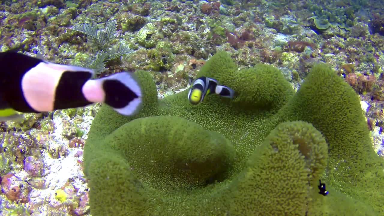Immersioni subacquee con una famiglia di amichevoli pesci pagliaccio (Nemo) in un anemone su un fondale sabbioso a Komodo, Indonesia