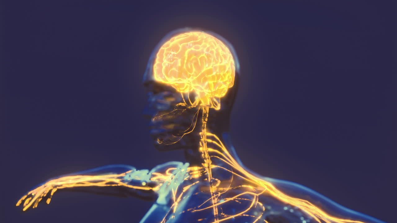 Visualization of human brain anatomy highlighting neural pathways