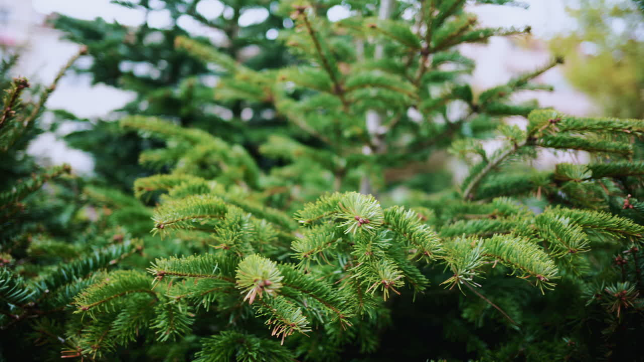 A detailed close up of green fir tree branches with fresh and vibrant needles