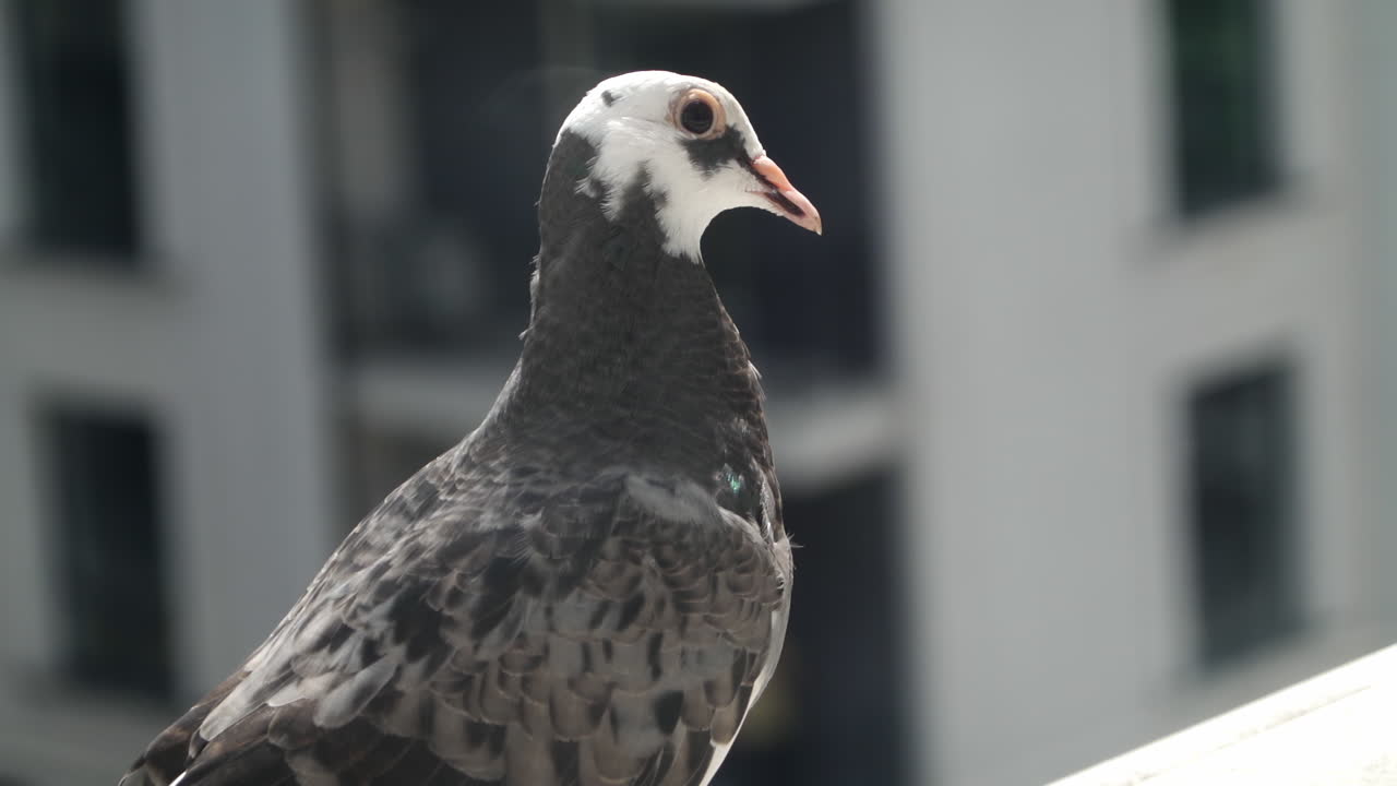 White and black pigeon moving around on the edge of a building