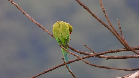 parrot in tree mp4 4k ..