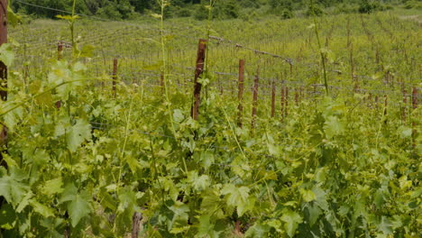 los exuberantes viñedos se extienden a través de las colinas de la toscana en un paisaje sereno