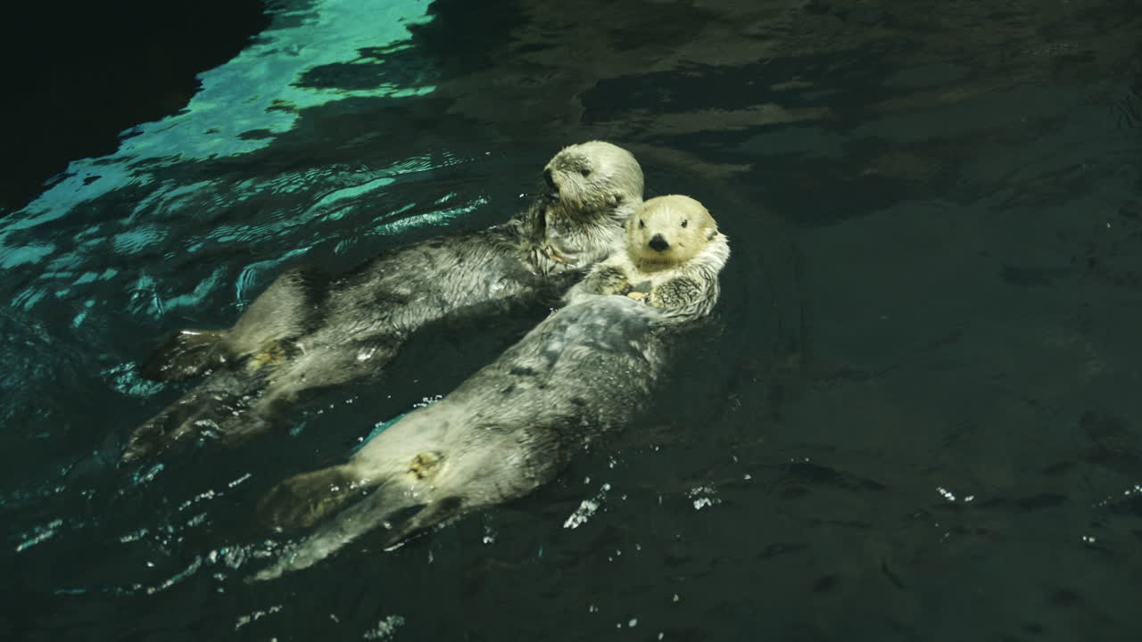 Två söta uttrar leker, myser och simmar tillsammans i mörkblått vatten.