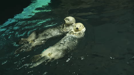 two lovely otters playing cuddling and swimming together in dark blue waters