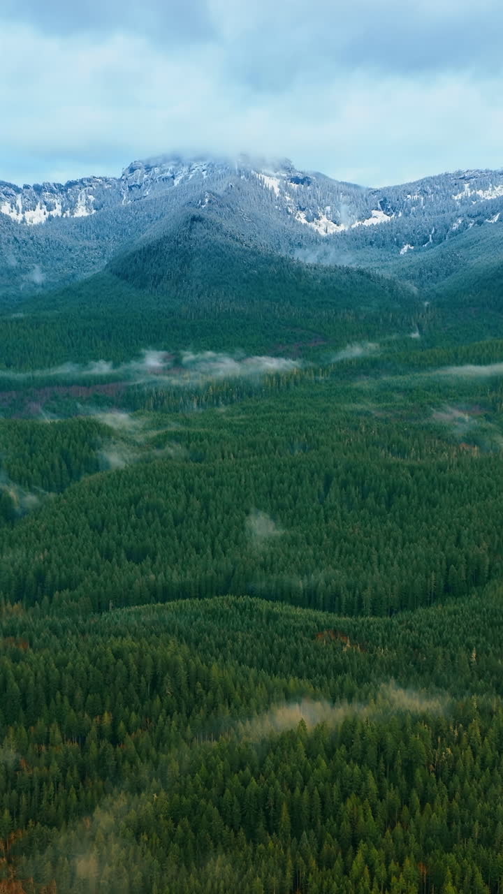 Morning foggy mountain forest. Summer green nature landscapes. Vertical video