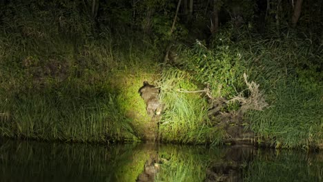 Vida-Silvestre-Nocturna-Del-Parque-Nacional-De-Biebrza,-Castor-Europeo-Tira-De-Troncos-De-Madera-Al-Agua