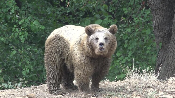 Brown Bear Standing and Foraging in a Forest Clearing