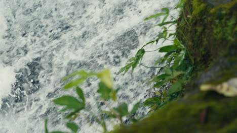 waterfall and moss