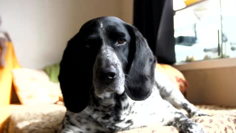 a beautiful hunting dog lies on a spotted plaid