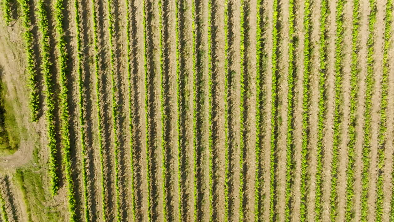 Birdseye aerial rising above lush grapevine, sunny, summer day in Tuscany, Italy