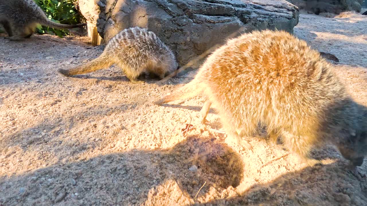 멜버른 동물원 에 있는 수리카트 들 이 함께 탐험 하고 상호 작용 하고 있다