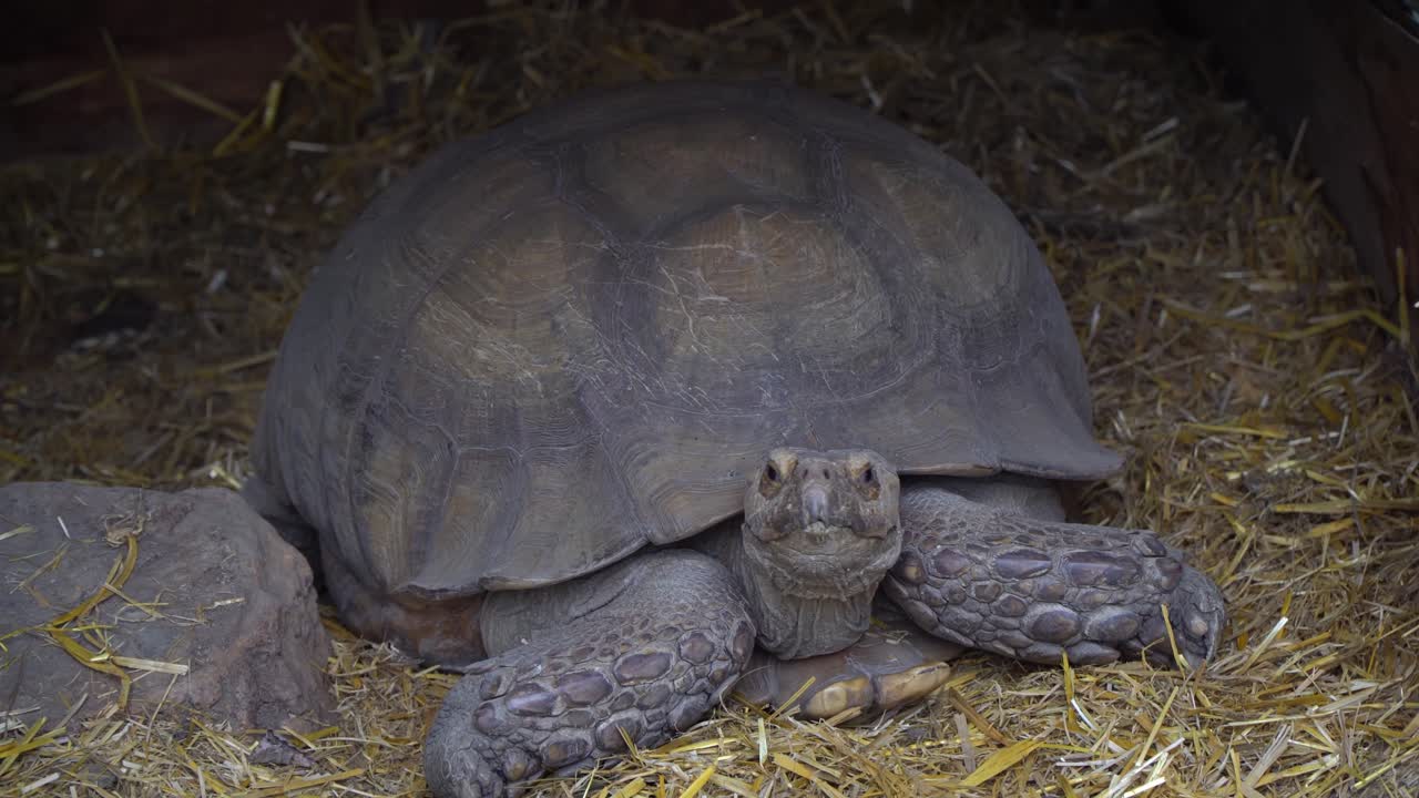 A close-up of a watchful African spurred tortoise emerged from its shell while lying in the hay