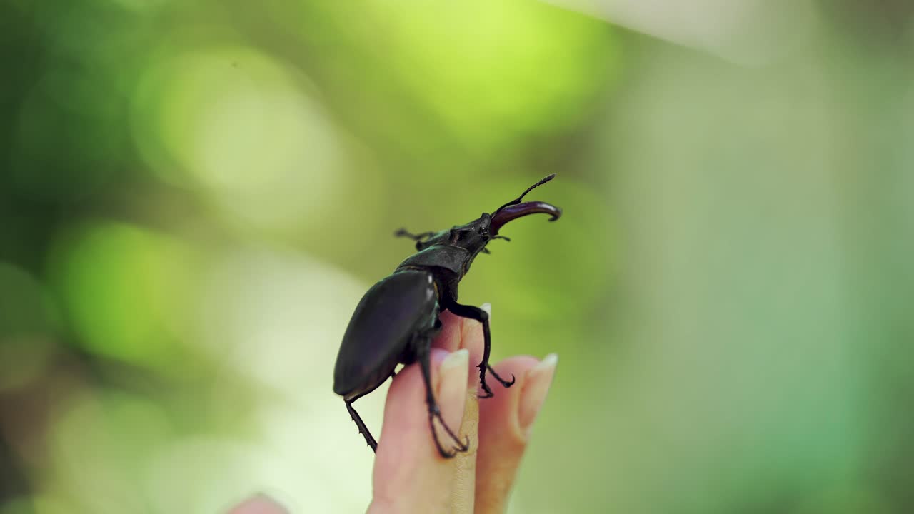 Stag Beetle (Lucanus cervus). Fighting beetles