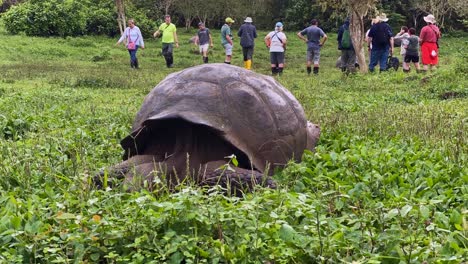 Fotografía-De-Lapso-De-Tiempo-De-Una-Tortuga-Gigante-Comiendo-Hierba-En-Las-Galápagos-Mientras-Los-Turistas-Están-Cerca