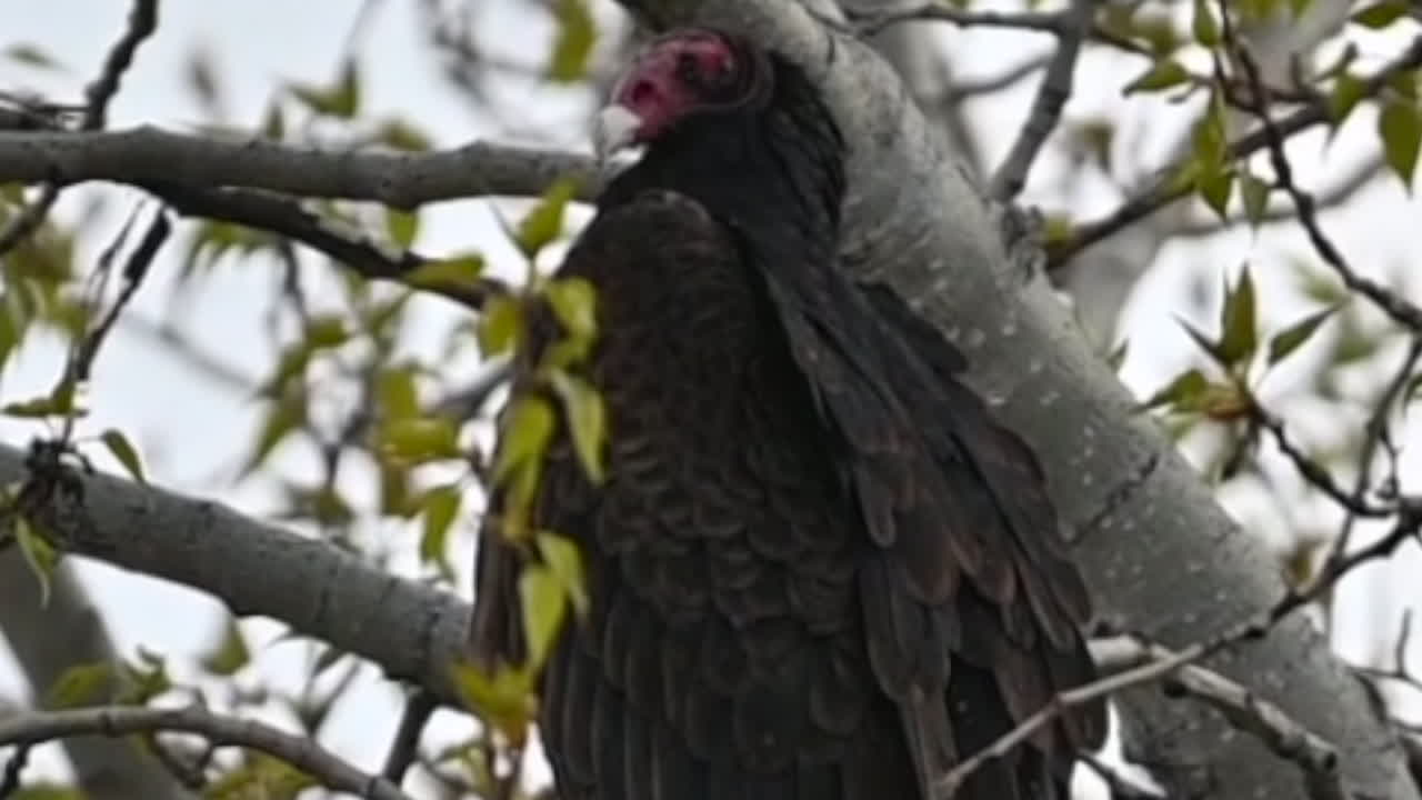 una vista detallada de buitres de pavo posándose en las ramas de los árboles en kamloops, columbia británica.