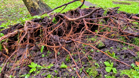 tree uprooted due to storm revealing intertwined roots and disturbed soil