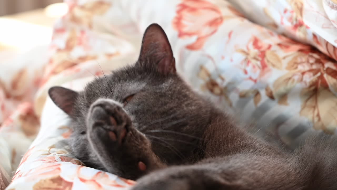 Close up of a grey British Shorthair cat licking itself in a blanket on the bed