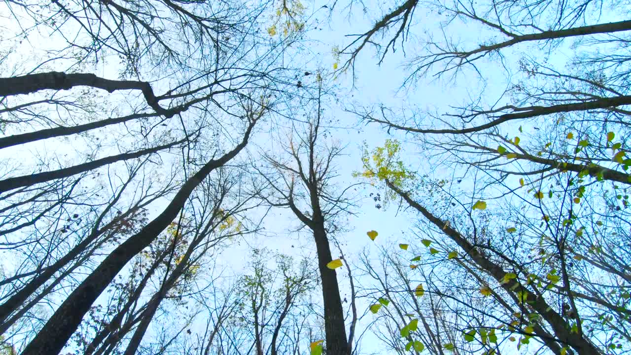 cilindros abstractos moviéndose suavemente arriba y abajo en el fondo azul. animación de bucle 3d.