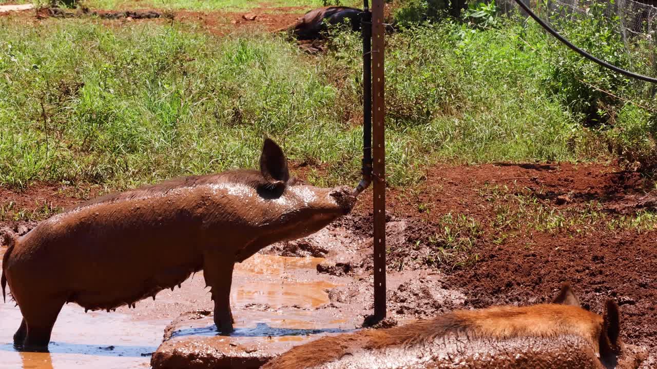 A pig drinks water from a muddy pond.
