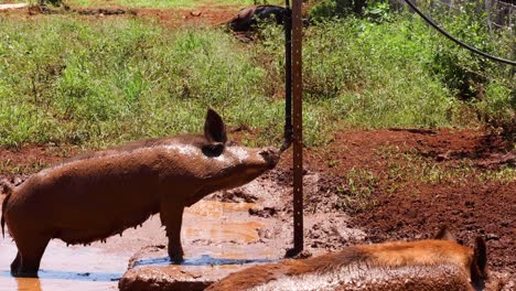 un cerdo bebe agua de un estanque fangoso.