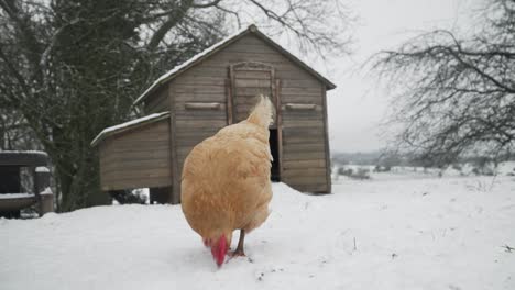 free range hen pecking for food in the snow on a winters day